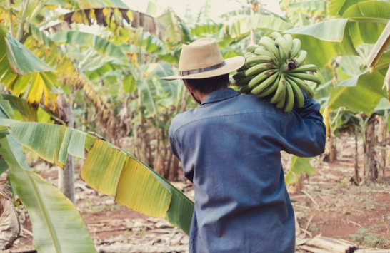 中國與厄瓜多爾簽署自貿協定，香蕉等農產品零關稅